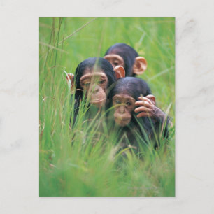Three young Chimpanzees (Pan troglodytes) in Postcard