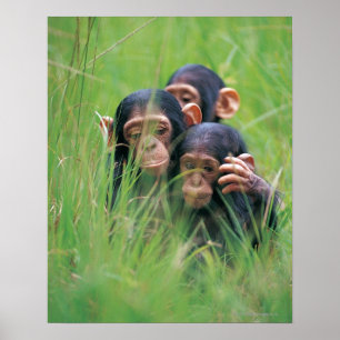 Three young Chimpanzees (Pan troglodytes) in Poster