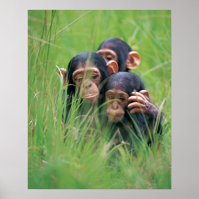 Three young Chimpanzees (Pan troglodytes) in Poster (Front)