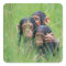 Three young Chimpanzees (Pan troglodytes) in
