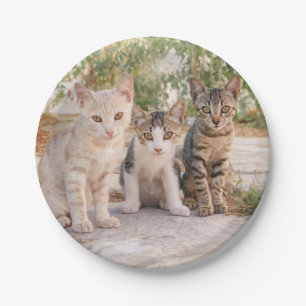 Three young cute cat kittens sit friendly togethe paper plate