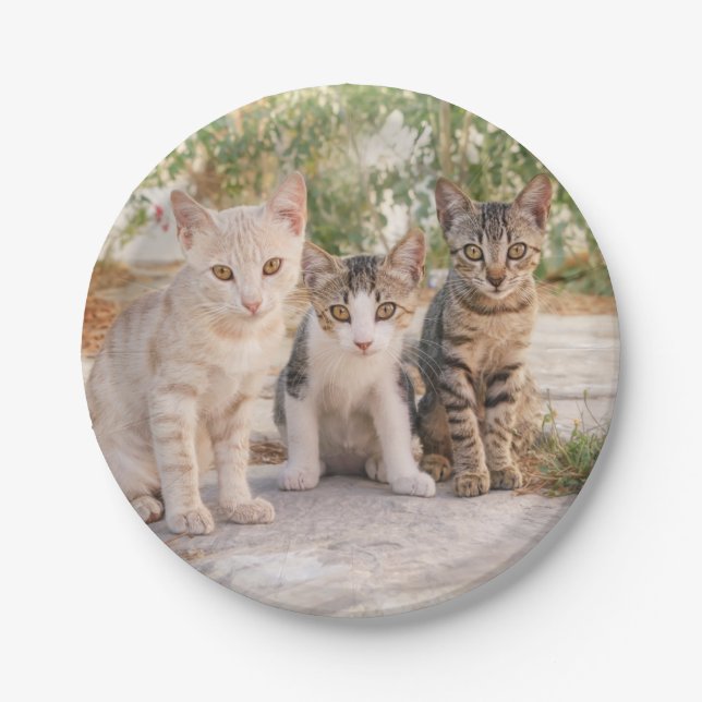 Three young cute cat kittens sit friendly togethe paper plate (Front)