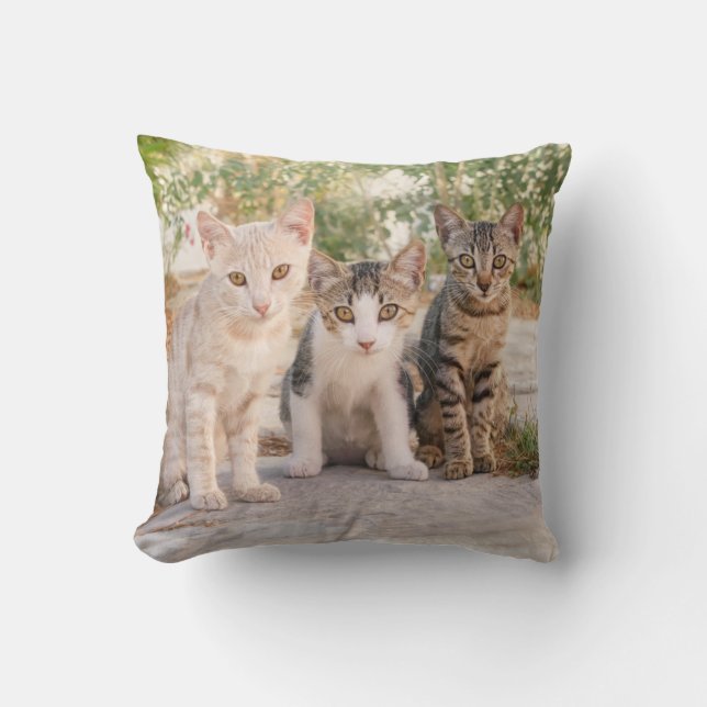 Three young cute cat kittens sit friendly together cushion (Front)