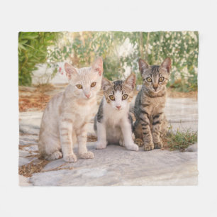 Three young cute cat kittens sit friendly together fleece blanket