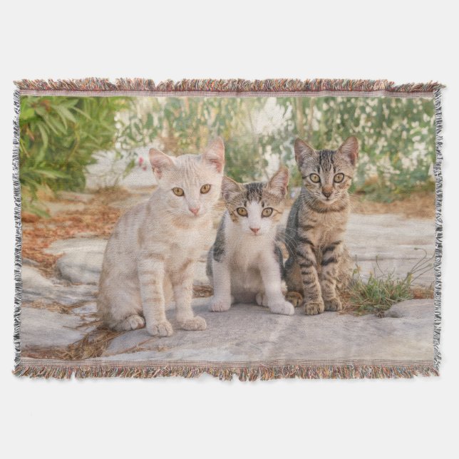 Three young cute cat kittens sit friendly together throw blanket (Front)