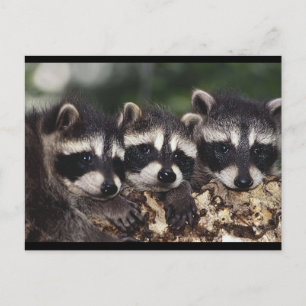 Three Young Raccoons Postcard