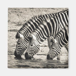 Three Zebras Drinking Magnet