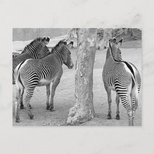 Three Zebras Postcard