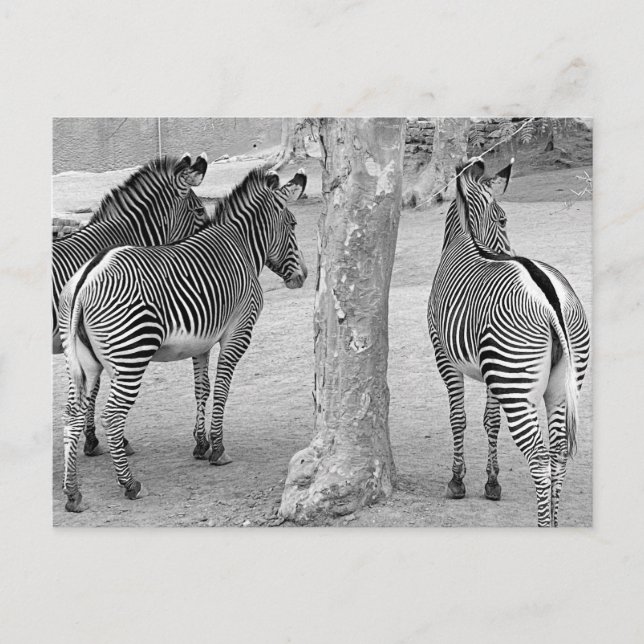 Three Zebras Postcard (Front)
