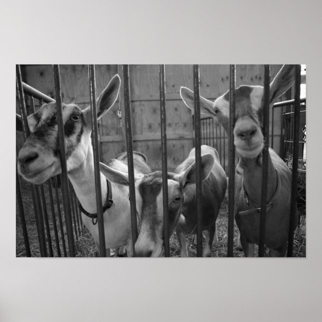 ThreeAmigos Poster (Front)