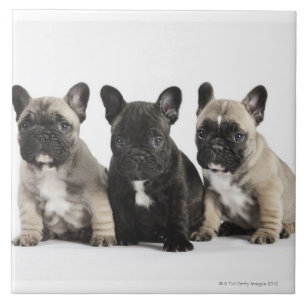 Threee Pedigree Puppies Ceramic Tile