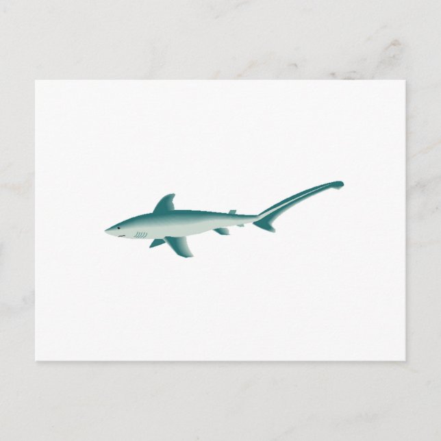Thresher Shark Postcard (Front)