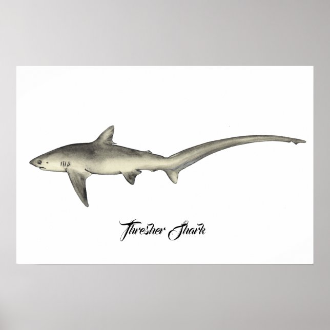 Thresher Shark  Poster (Front)