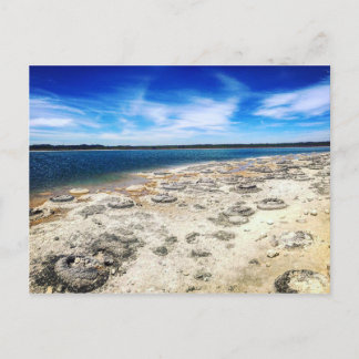 Thrombolites, Lake Thetis Western Australia Postcard