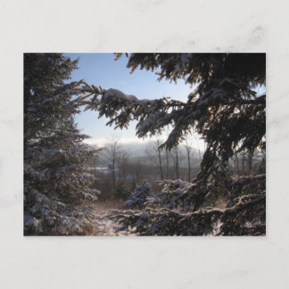 through conifers postcard