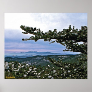 Through the Boughs of a Pine Poster