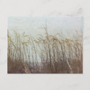 Through the Dunes II Postcard