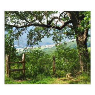 Through the Foliage Photo Print