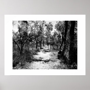 Through the Trees Black and White Photography Poster