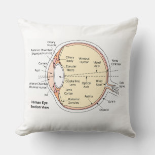 Throw Pillow Human Eye Ball Anatomical Diagram