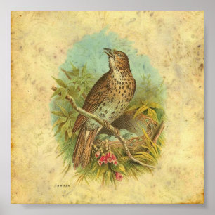 Thrush Vintage Poster