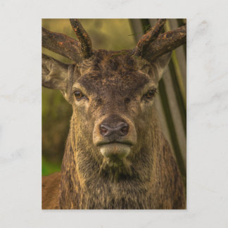 Thug deer postcard