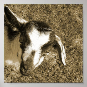 Thumblina the Goat Poster