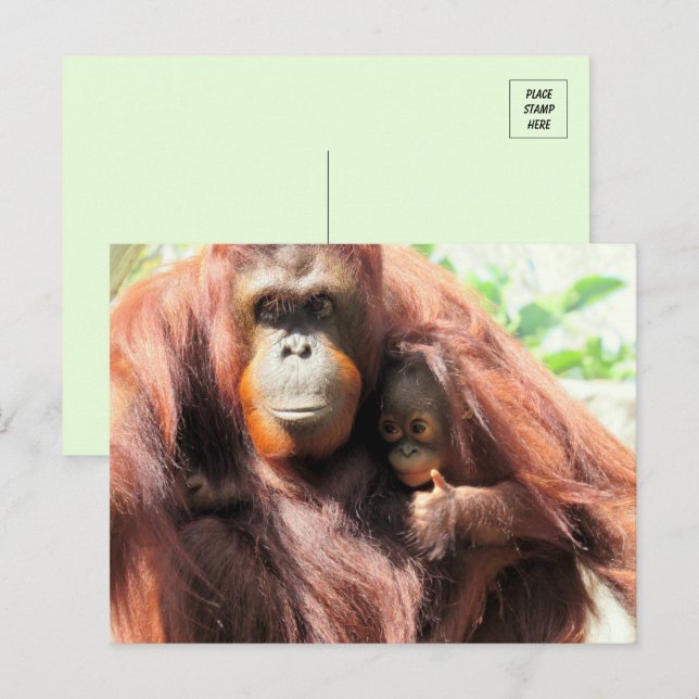Thumbs Up Orangutan Mum and Baby Postcard (Front/Back)