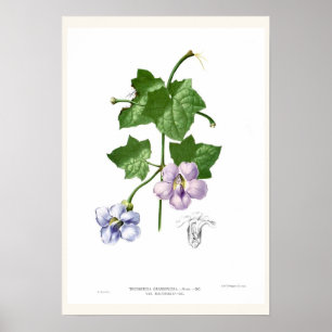 Thunbergia grandiflora poster
