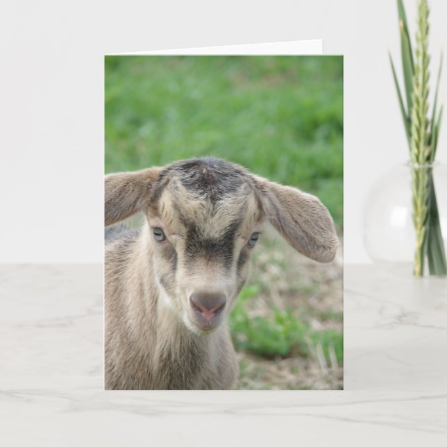 Thunder at One-Day-Old Card (Front)