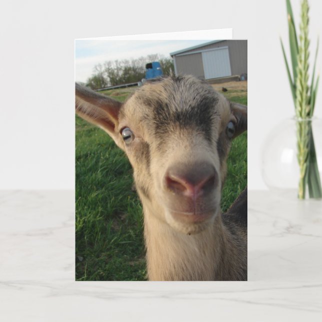 Thunder at One-Week-Old Card (Front)