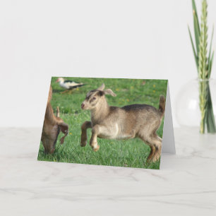 Thunder at One-Week-Old Card