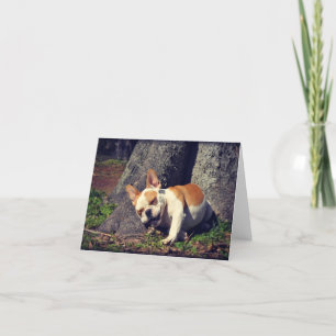 Thunder The Bulldog Greeting Cards