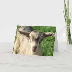 Thunder the Goat Card