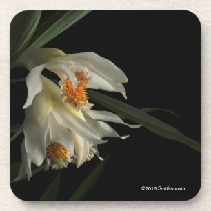 Thunia Marshalliana Coaster
