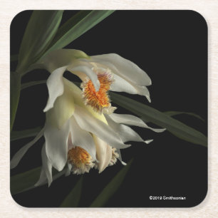 Thunia Marshalliana Square Paper Coaster