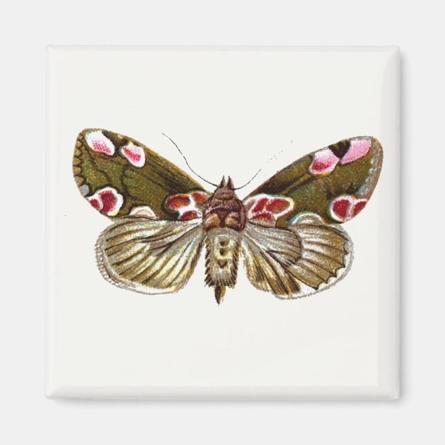 Thyatira batis - The Peach Blossom Moth Magnet (Front)