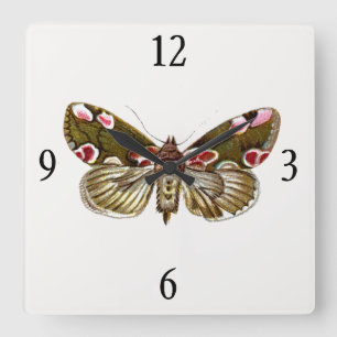 Thyatira batis - The Peach Blossom Moth Square Wall Clock