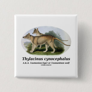 Thylacinus cynocephalus (Tasmanian tiger or wolf) 15 Cm Square Badge