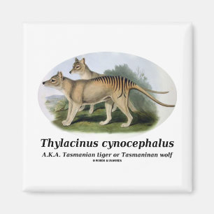 Thylacinus cynocephalus (Tasmanian tiger or wolf) Magnet