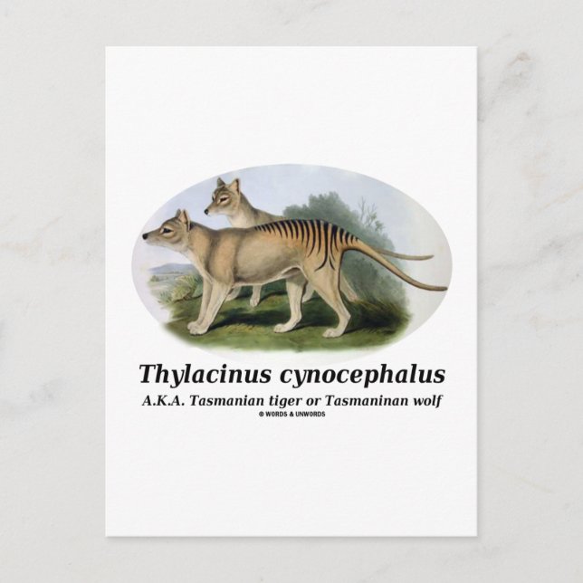Thylacinus cynocephalus (Tasmanian tiger or wolf) Postcard (Front)