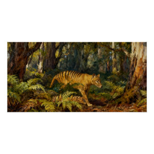 Thylacinus cynocephalus – Thylacine of Tasmania Poster
