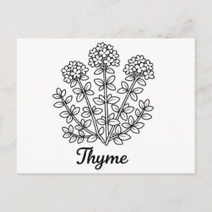 Thyme Herb Black and White Botanical Illustration Postcard