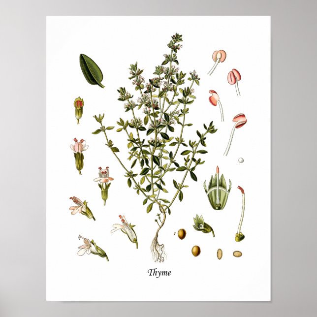 Thyme Herb Botanical Illustration Kitchen Decor (Front)