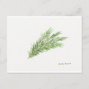Thyme herb botanical plant watercolor Kitchen  Postcard