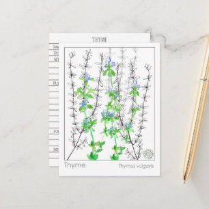 Thyme Herb Materia Medica Cards Herbal Study