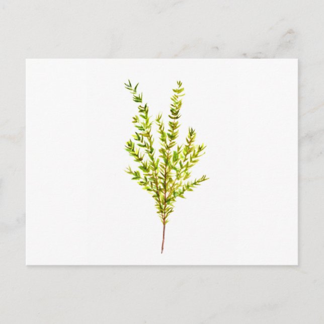 Thyme herbs Botanical herb Postcard (Front)