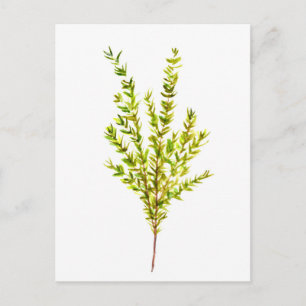 Thyme herbs Botanical herb Postcard