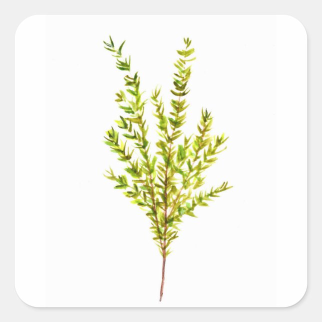Thyme herbs Botanical herb Square Sticker (Front)