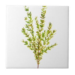 Thyme herbs Botanical herb Tile